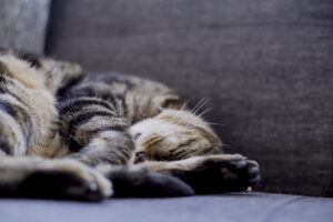 fur-ball
