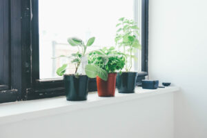 window-plants