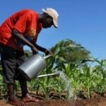 Early field preparation and climate smart agriculture beats climate change impact on farming-farmers advised
